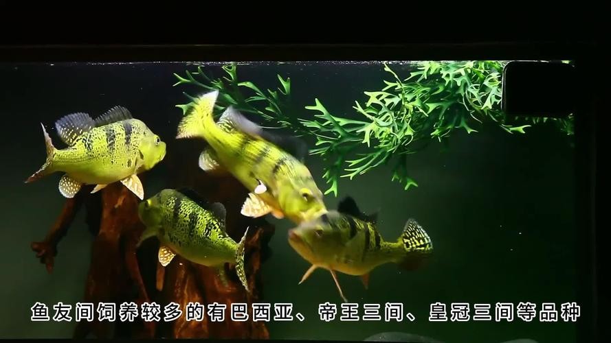 龍魚混養魚最佳搭配圖片