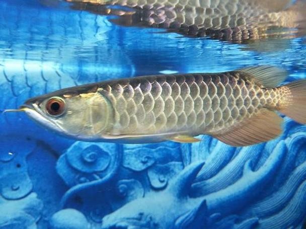 龍魚混養魚最佳搭配圖片