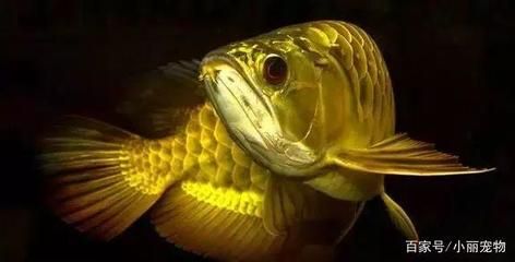 龍魚的寓意和象征：養龍魚有什么寓意？ 龍魚的寓意和象征：養龍魚有什么寓意？ 龍魚百科 第1張