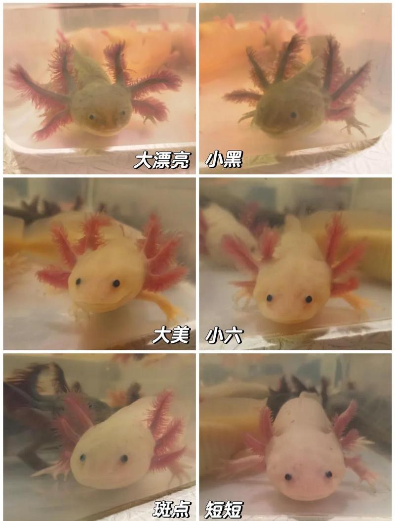 恐龍魚可以多久不吃東西會餓死