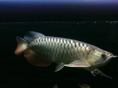 龍魚養大要多久：龍魚生長速度和周期因其品種、生長環境等因素有所不同