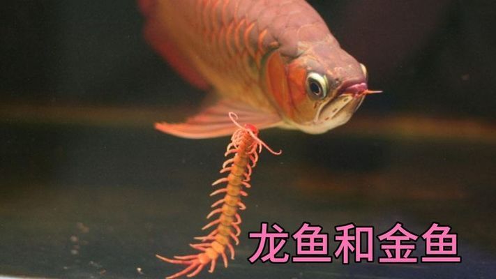 金龍魚(yú)冠軍魚(yú)好養(yǎng)嗎（金龍魚(yú)冠軍魚(yú)最佳飼料選擇，金龍魚(yú)冠軍魚(yú)日常護(hù)理技巧） 金龍魚(yú)冠軍魚(yú)好養(yǎng)嗎（金龍魚(yú)冠軍魚(yú)最佳飼料選擇，金龍魚(yú)冠軍魚(yú)日常護(hù)理技巧） 龍魚(yú)百科 第1張