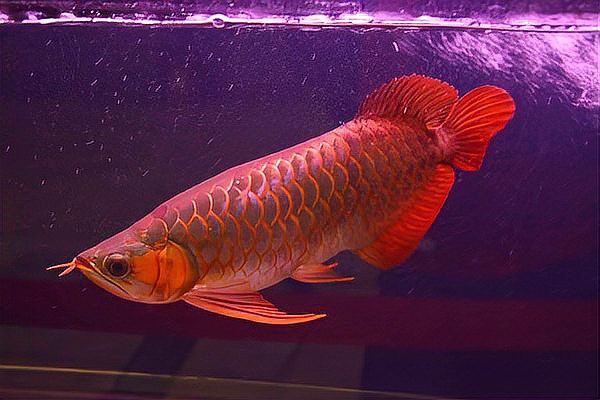 金龍魚翹尾怎么辦啊視頻