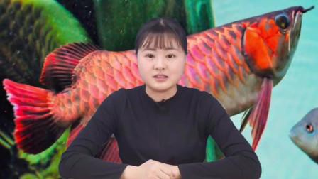 紅龍魚多久喂一次活餌？