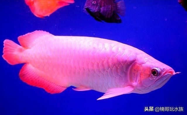 龙鱼什么颜色贵：龙鱼的颜色对价格的影响