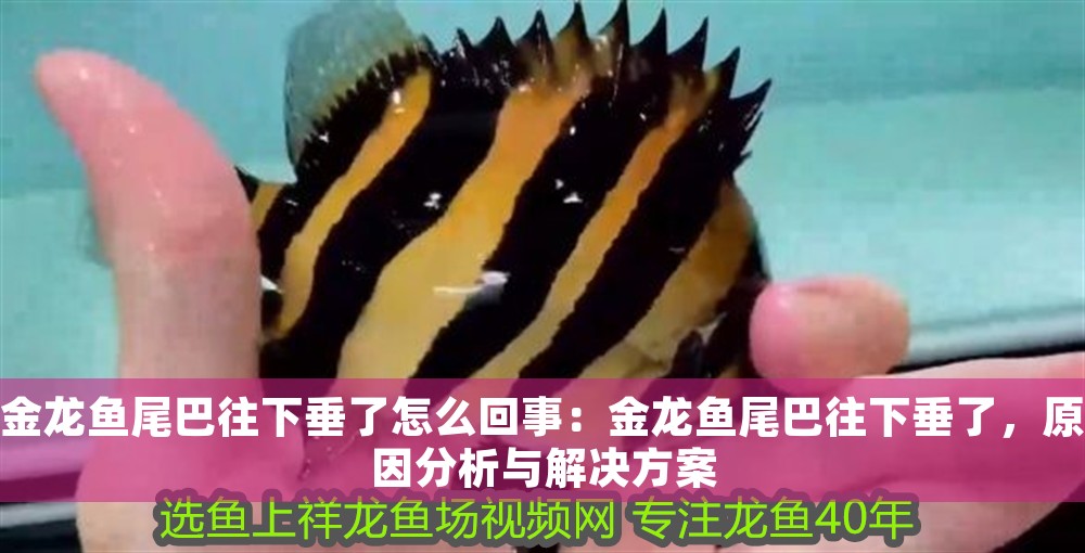 金龍魚尾巴往下垂了怎么回事：金龍魚尾巴往下垂了，原因分析與解決方案