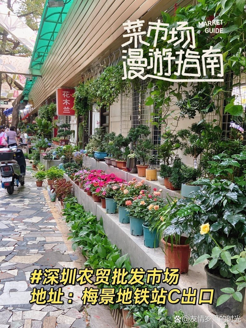 深圳哪里有賣雷龍魚的