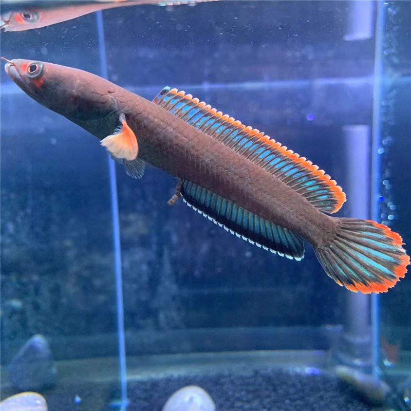 深圳哪里有賣雷龍魚的