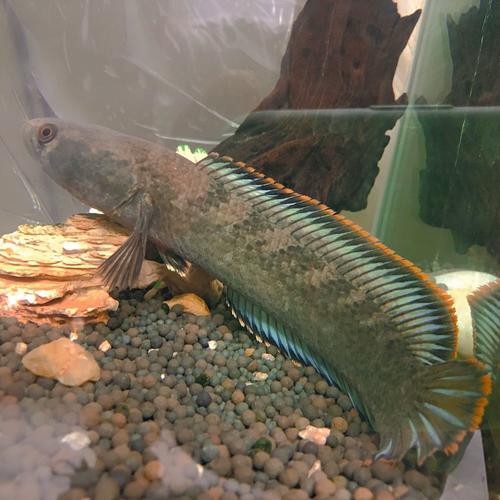 深圳哪里有賣雷龍魚的