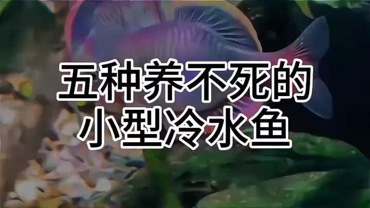 冷水觀賞魚種類介紹