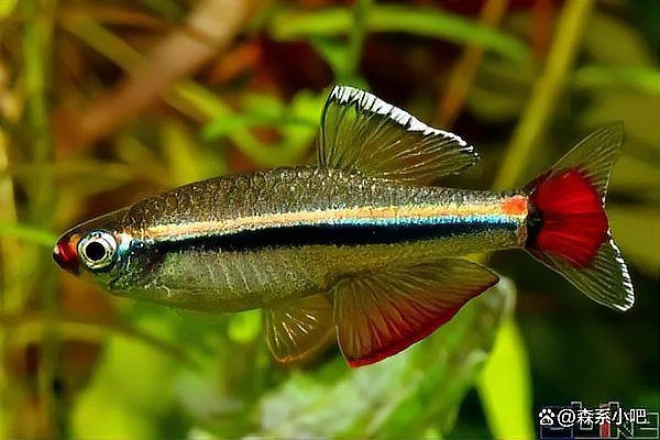 冷水觀賞魚種類介紹