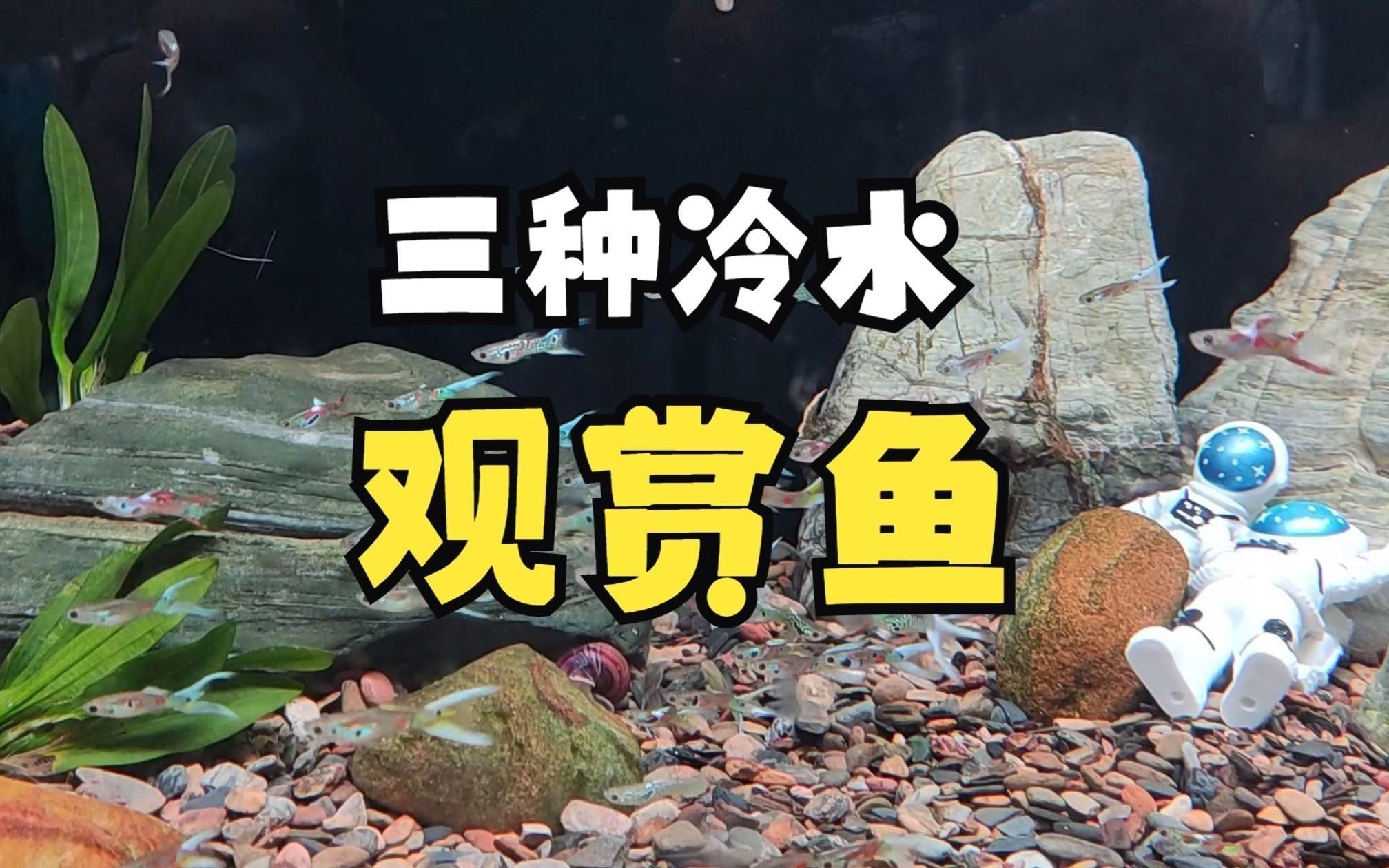 冷水觀賞魚種類介紹