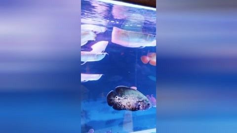 龍魚吃小金魚的相關(guān)信息（龍魚可以吃小金魚嗎？）