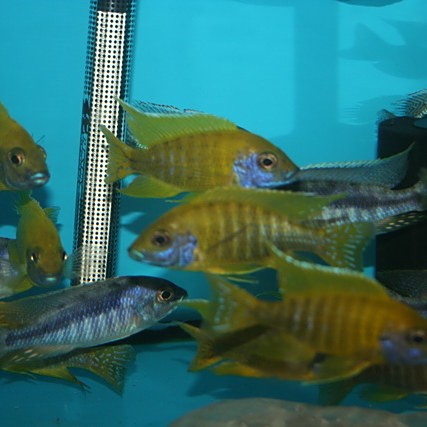 龍魚和關刀魚