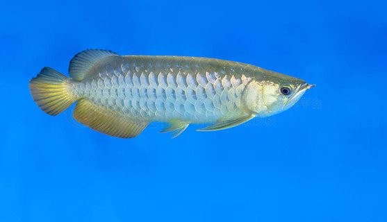 龍魚背景圖尺寸一般多大合適？