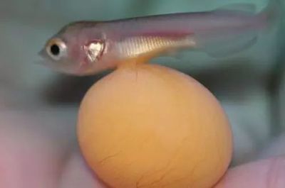 龍魚下蛋：龍魚下蛋可能會有一些明顯的征兆，可能會讓主人誤認為嚴重問題