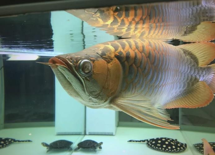 龍魚眼睛有白色絮狀物圖片大全大圖