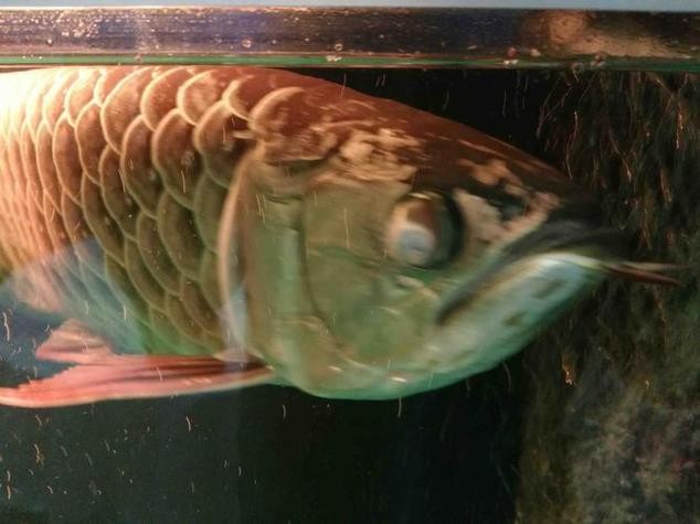 龍魚眼睛有白色絮狀物圖片大全大圖