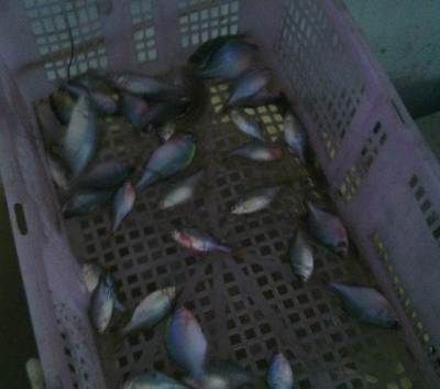 龍魚魚苗批發市場在哪個位置好：重慶魚苗批發市場在哪個位置好