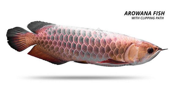 銀龍魚用什么顏色的背景（銀龍魚的背景顏色對于展示其美麗和減少壓力非常重要） 銀龍魚用什么顏色的背景（銀龍魚的背景顏色對于展示其美麗和減少壓力非常重要） 龍魚百科 第5張