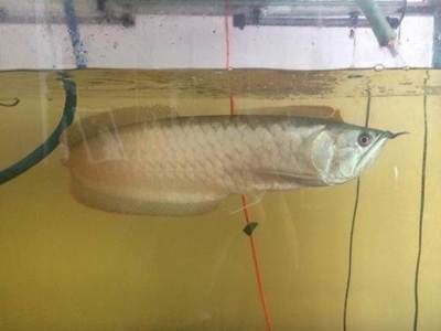 鞍山龍魚：鞍山龍魚市場價格