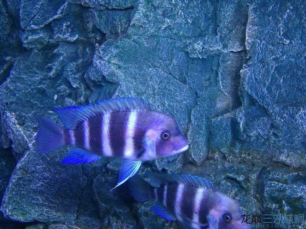 鞍山龍魚：鞍山龍魚市場價格
