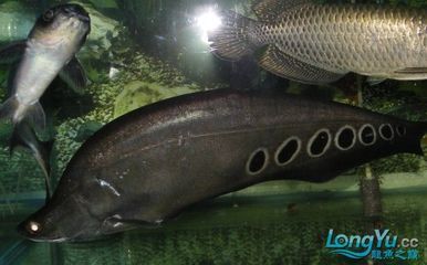 鞍山龍魚：鞍山龍魚市場價格