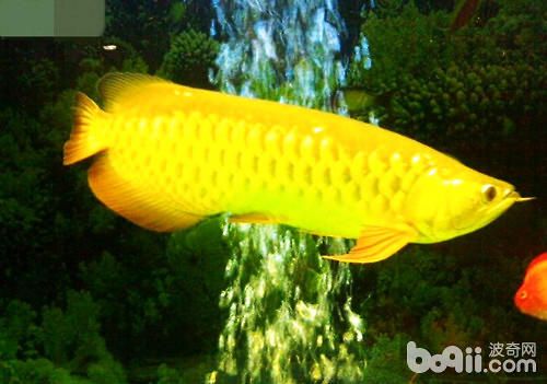 龍魚疾病預防方法有哪些呢圖片：如何科學地給龍魚消毒，龍魚混養的注意事項，龍魚疾病早期癥狀識別 龍魚疾病預防方法有哪些呢圖片：如何科學地給龍魚消毒，龍魚混養的注意事項，龍魚疾病早期癥狀識別 龍魚百科 第3張