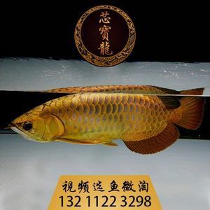 龍魚(yú)一側(cè)肚子凸起：龍魚(yú)肚子鼓起是怎么回事？