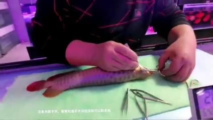 龍魚吊眼手術(shù)后會(huì)瞎么：關(guān)于龍魚掉眼手術(shù)的問(wèn)題
