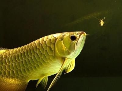 龍魚能喂蝦皮嗎：龍魚能不能喂蝦皮 龍魚能喂蝦皮嗎：龍魚能不能喂蝦皮 龍魚百科 第2張