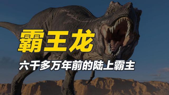 金龍魚霸王龍打架百科