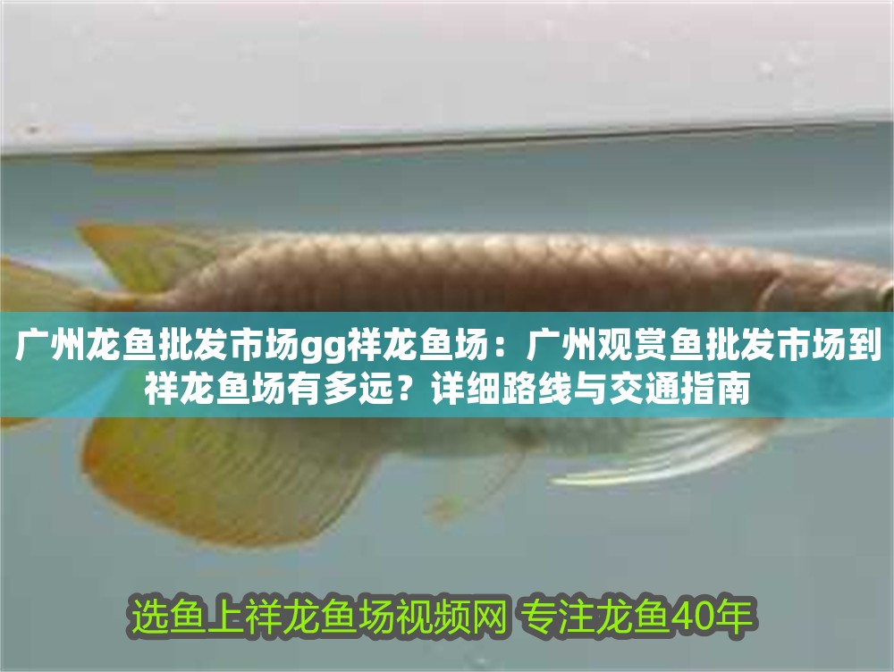 廣州龍魚批發市場gg祥龍魚場：廣州觀賞魚批發市場到祥龍魚場有多遠？詳細路線與交通指南