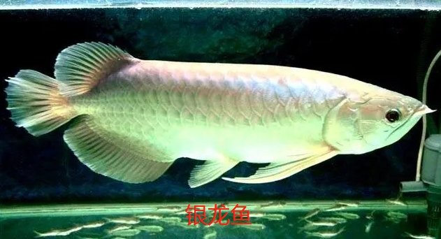非洲十間魚和金龍魚能混養嗎
