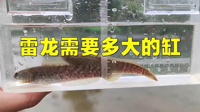雷龍和招財貓混養需要多大的魚缸？
