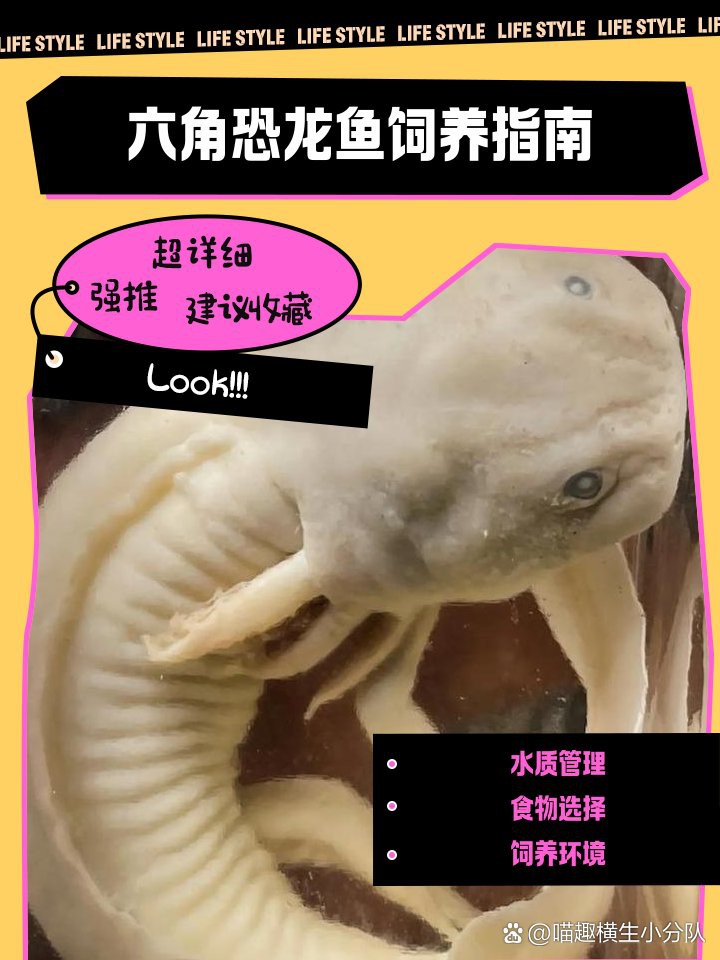 六角龍適合的水溫是多少？