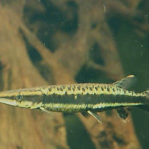 飛鳳魚有哪些品種？