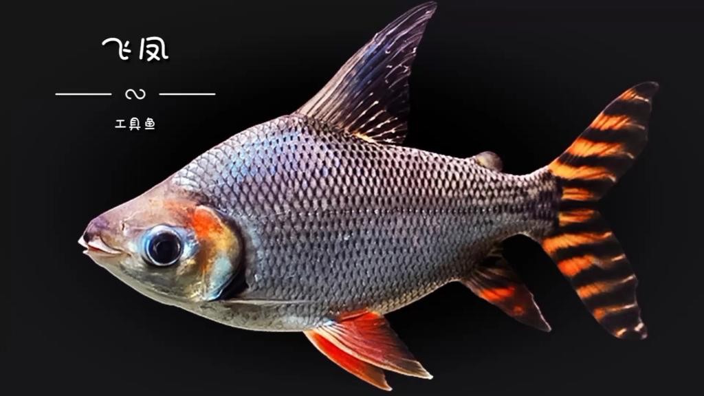 飛鳳魚有哪些品種？