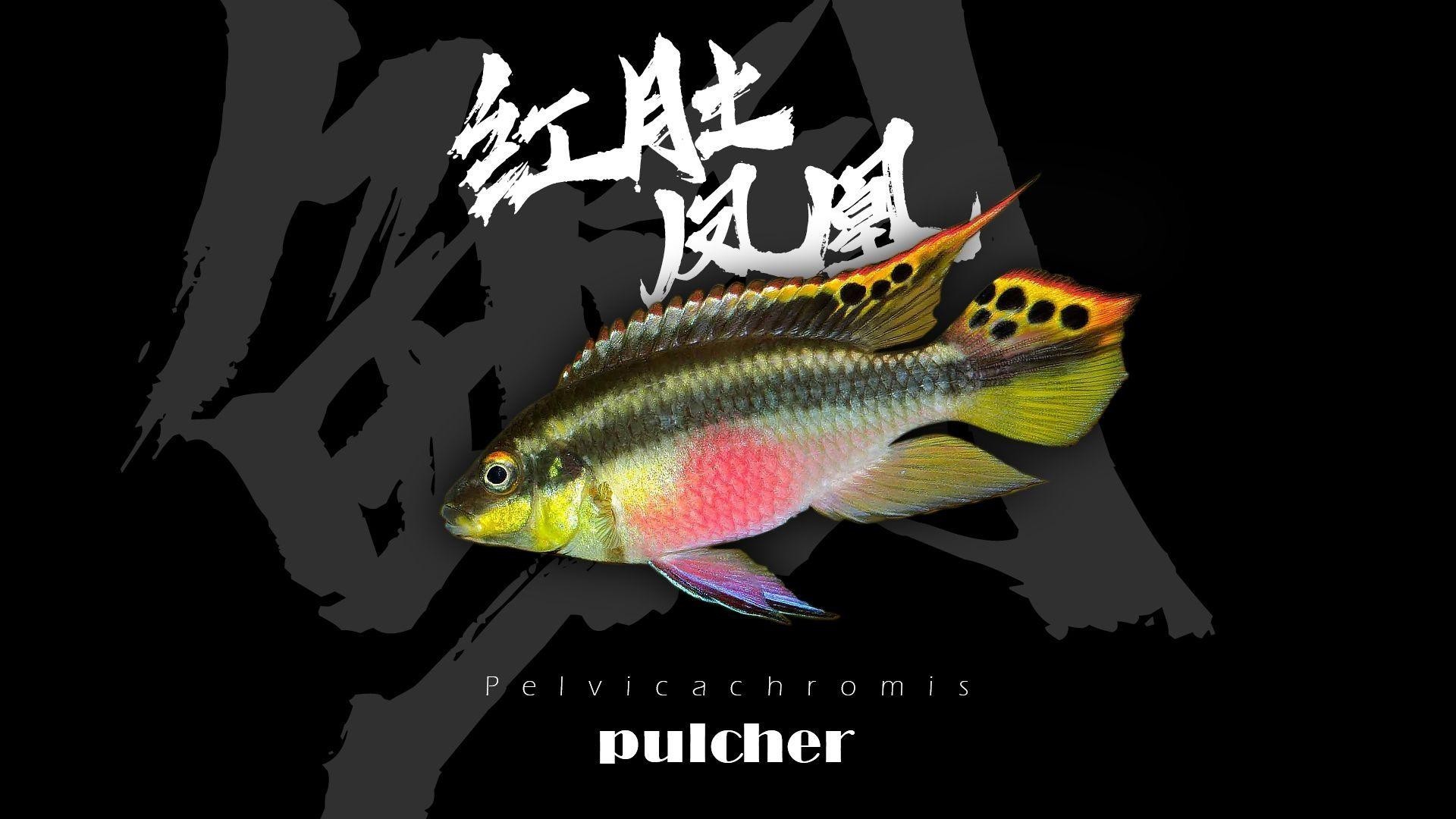 飛鳳魚有哪些品種？