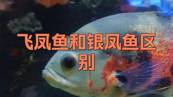 飛鳳魚有哪些品種？