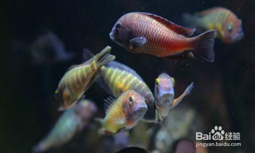 蝴蝶魚繁殖期的特殊飲食，蝴蝶魚在繁殖期的飲食習性 蝴蝶魚繁殖期的特殊飲食，蝴蝶魚在繁殖期的飲食習性 龍魚百科 第3張