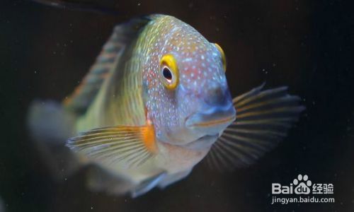 蝴蝶魚繁殖期的特殊飲食，蝴蝶魚在繁殖期的飲食習性 蝴蝶魚繁殖期的特殊飲食，蝴蝶魚在繁殖期的飲食習性 龍魚百科 第4張