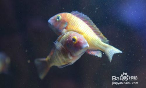 蝴蝶魚繁殖期的特殊飲食，蝴蝶魚在繁殖期的飲食習性 蝴蝶魚繁殖期的特殊飲食，蝴蝶魚在繁殖期的飲食習性 龍魚百科 第5張