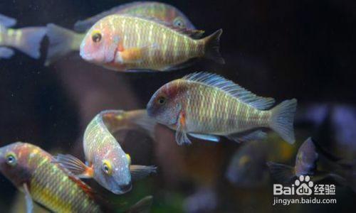 蝴蝶魚繁殖期的特殊飲食，蝴蝶魚在繁殖期的飲食習性 蝴蝶魚繁殖期的特殊飲食，蝴蝶魚在繁殖期的飲食習性 龍魚百科 第2張