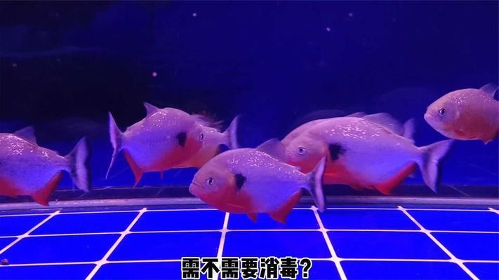 龍魚缸開缸新濾材需要消毒嗎：新購買的魚缸濾材是否需要消毒