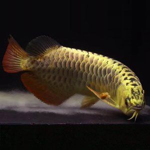 龍魚一次產卵多少卵：龍魚一次產卵多少？