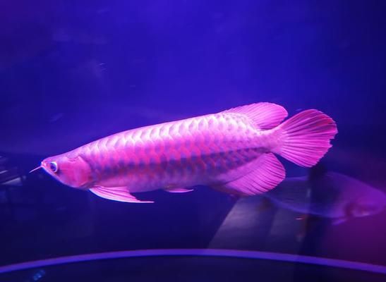 龍魚增色飼料的自制方法：如何自制龍魚增色飼料