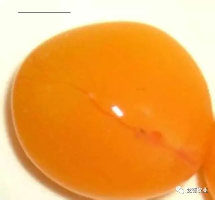 金龍魚從小到大的尺寸：金龍魚從小到大的尺寸變化 金龍魚從小到大的尺寸：金龍魚從小到大的尺寸變化 龍魚百科 第3張