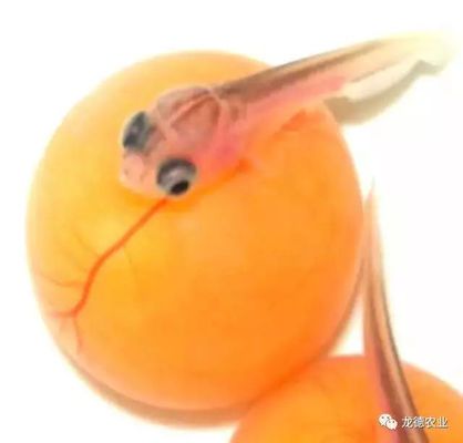 金龍魚從小到大的尺寸：金龍魚從小到大的尺寸變化 金龍魚從小到大的尺寸：金龍魚從小到大的尺寸變化 龍魚百科 第7張