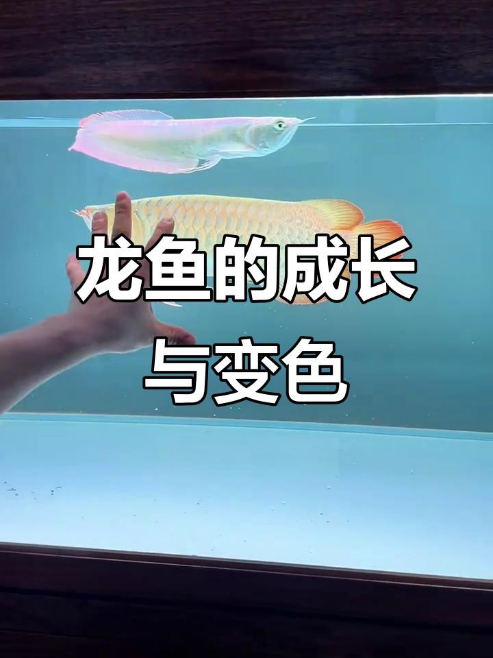 紅龍魚腮部發(fā)色停滯期如何處理？